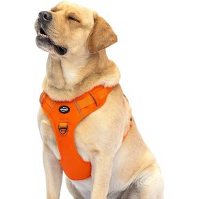 BEYFIRG_ No Pull Harness for Small Dogs,Lightweight & Adjustable Reflective Pet Vest Harness Easy Control Handle for Walking (Teal, Small)