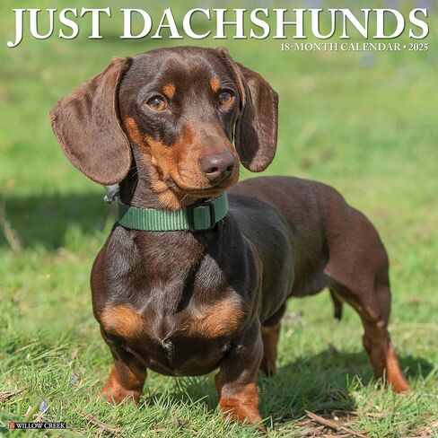 Willow Creek Press Dachshunds Monthly 2025 Wall Calendar (12 "× 12") in Saudi Arabia
