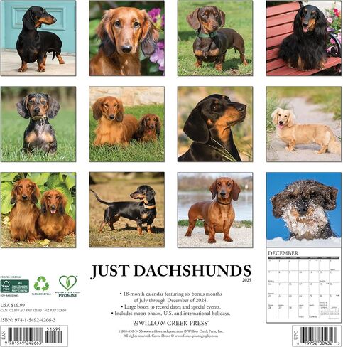 Willow Creek Press Dachshunds Monthly 2025 Wall Calendar (12 "× 12") in Saudi Arabia