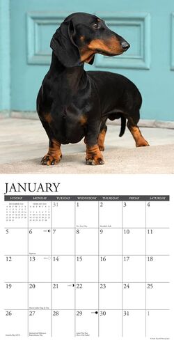 Willow Creek Press Dachshunds Monthly 2025 Wall Calendar (12 "× 12") in Saudi Arabia