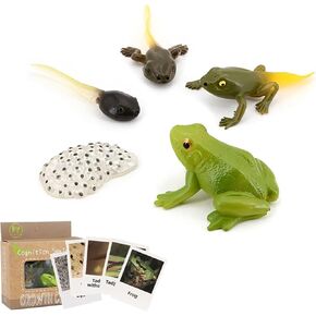Frog Life Cycle Models Tadpole to Frog Kit Frog with 5 Instruction Cards, Frog Growth Cycle Model, Realistic Frog Growth Life Cycle Figurines for Kid, Insect Themed Party Favors