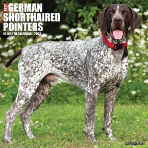Willow Creek Press German Shorthaired Pointers Monthly 2025 Wall Calendar (12" x 12")