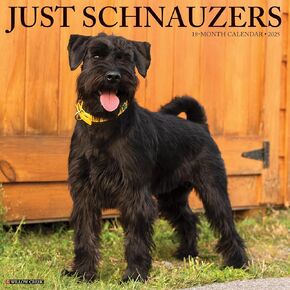 Willow Creek Press Schnauzers Monthly 2025 Wall Calendar (12" x 12")