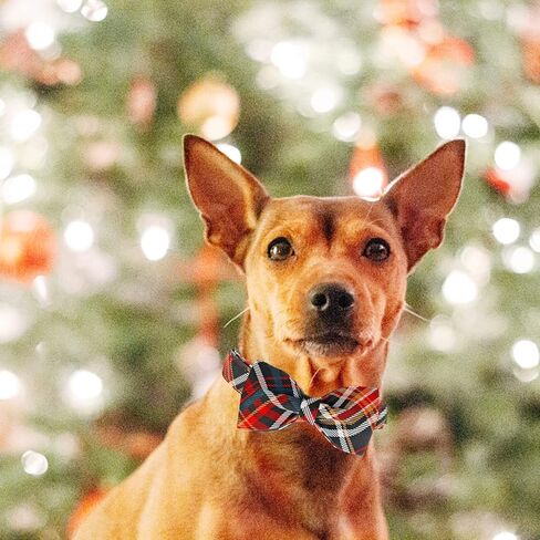 Lionheart glory Plaid Dog Collars Bowtie Dog Collar Heavy Duty Adjustable Fall Dog Collar for Medium Dogs Collar Dog Bow Male Dog Collar in Kuwait