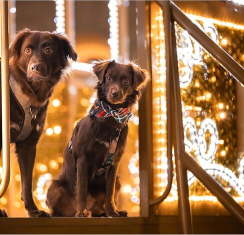 Lionheart glory Plaid Dog Collars Bowtie Dog Collar Heavy Duty Adjustable Fall Dog Collar for Medium Dogs Collar Dog Bow Male Dog Collar in Kuwait