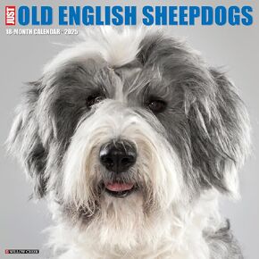 Willow Creek Press Old English Sheepdogs Monthly 2025 Wall Calendar (12" x 12")