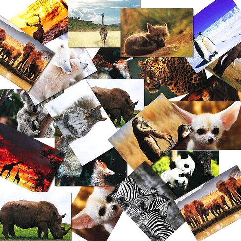 Outus 60 قطعة حيوانات برية ، بطاقات بريدية فارغة ، Pandas Lions Polar Bears Penguins Felephants Giraffes Animal Treaming بطاقات بريدية بريدية للمعلمين ، 4 × 6 بوصات ، 20 أنماط in Saudi Arabia