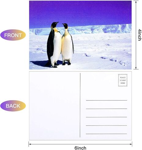 Outus 60 قطعة حيوانات برية ، بطاقات بريدية فارغة ، Pandas Lions Polar Bears Penguins Felephants Giraffes Animal Treaming بطاقات بريدية بريدية للمعلمين ، 4 × 6 بوصات ، 20 أنماط in Saudi Arabia