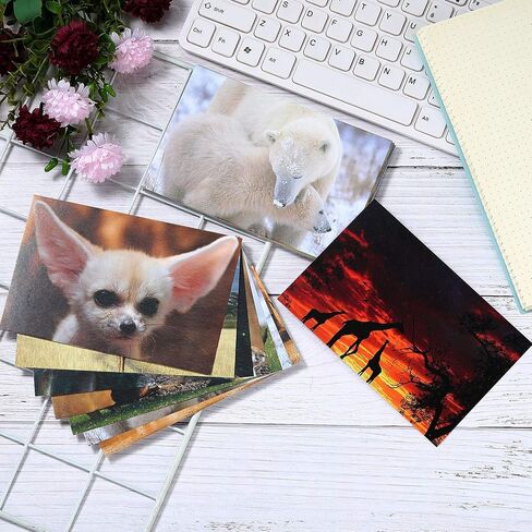 Outus 60 قطعة حيوانات برية ، بطاقات بريدية فارغة ، Pandas Lions Polar Bears Penguins Felephants Giraffes Animal Treaming بطاقات بريدية بريدية للمعلمين ، 4 × 6 بوصات ، 20 أنماط in Saudi Arabia