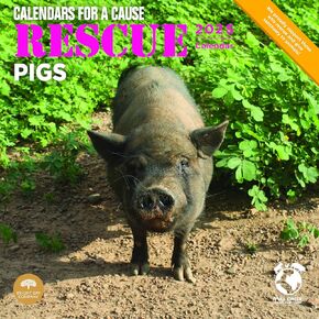 Bright Day Calendars 2025 Rescue Pigs Monthly Wall Calendar (12 x 12 Inch)