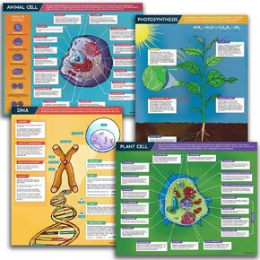 Hubble Bubble Kids Science Posters for Classroom Decoration - 4 ملصقات علم الأحياء تشمل ملصق الحمض النووي ، والتمثيل الضوئي ، والخلايا النباتية والخلايا الحيوانية. كل ملصق هو 16 × 20 بوصة.