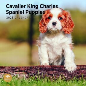 Bright Day Calendars 2025 Cavalier King Charles Spaniel Puppies Monthly Wall Calendar - Cute Dog Breed Gift (12 x 12 Inch) in Kuwait