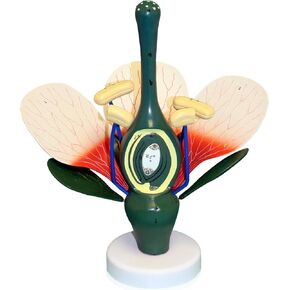 الرؤية العلمية Van307 Dicot Flower Model | 8x موسع | يمكن تفكيكها | هياكل مهمة مرقمة | مثبت على موقف | W Key Card