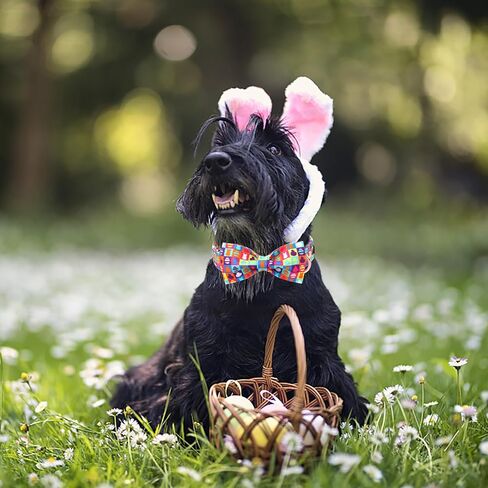 Unique Style Paws Easter Dog Collar with Bow Colorful Egg Rabbit Dog Collar Bowtie Collar for Large Medium Small Dogs in Kuwait