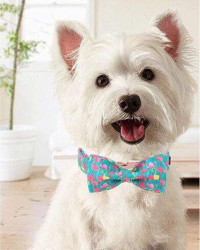 Unique Style Paws Easter Dog Collar with Bow Colorful Egg Rabbit Dog Collar Bowtie Collar for Large Medium Small Dogs in Kuwait