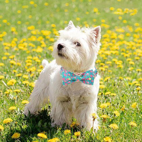 Unique Style Paws Easter Dog Collar with Bow Colorful Egg Rabbit Dog Collar Bowtie Collar for Large Medium Small Dogs in Kuwait