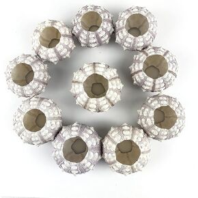 Sputnik Sea Urchins Shells/Brown Sea Urchins Shells 10PC 2-1/2"-3"Inch