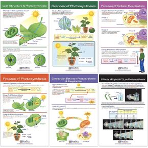 NewPath Learning Photosynthesis & Respiration Bulletin Board Charts, Set/6 - Laminated, Double-Sided, Full-Color, 12" x 18" (94-7016)