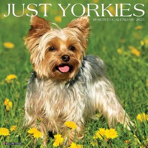 Willow Creek Press Yorkies Monthly 2025 Wall Calendar (12" x 12")