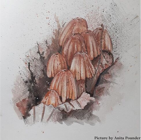 Derwent Shade & Tone Mixed Media Set, 16 Piece Set, Natural Paint Colors with Inktense, Graphitint, Pencils & Tinted Charcoal, Professional Quality (2305903) in Kuwait
