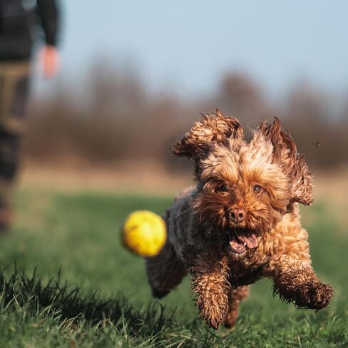 Fenrir High Colling Rubber Rubber Knattle Dog Ball مثالية لجلبها وتذكر 2.5 بوصة لعبة (متوسطة 2 عبوة) in Saudi Arabia