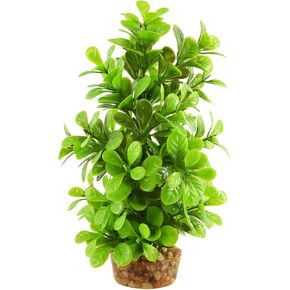 Underwater Treasures Moneywort Tree - 8"