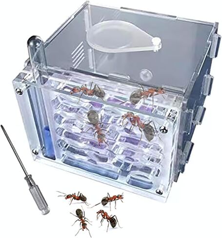 ANT FARM ACRYLIC NEST AREA KIT للأطفال والهواة ، مع برج مائي وساحة الأعلاف مناسبة لمحبي النمل المبتدئين in Kuwait