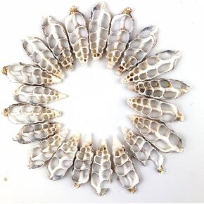 Heyiwell 20PC Center Cut Cerithium Aloco Shells for Shellcraft Home Decor 2"~2.5" Inch