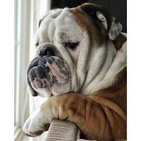 ZUVRDIAI Paint by Numbers for Adult English Bulldog Pet Dog Animal DIY Painting Paint by Numbers Kits On Canvas 40x50cm