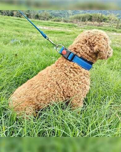 Aeclleca Reflective Dog Collar and Leash Set with Safety Locking Buckle，Adjustable Soft Nylon Pet Collars for Small Medium Dogs (Black, S) in Saudi Arabia