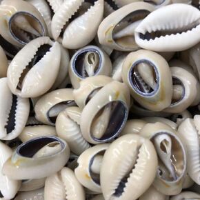 Natural Cowrie Shells Beads for Hair Jewelry Making, 100Pcs Oval White Beach Seashells