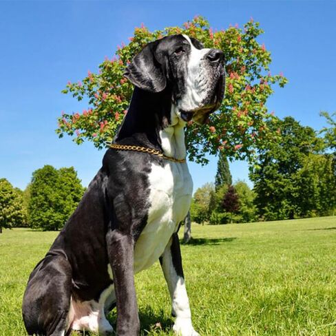 Silver Chain Dog Choke Collars for Large Dogs,Heavy Duty Training Choker Collar for Dogs Metal Slip P Link Martingale Collars Puppy Chain for XXS XS Small Medium Large Breed Dogs, M in Saudi Arabia