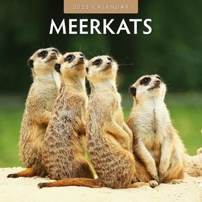Red Robin 2025 Meerkats Monthly Wall Calendar | 12" x 24" Open | Premium Thick & Sturdy Paper | Hangable 12 Month Calendar | Plastic Free | 4 Month Transition Page for 2024