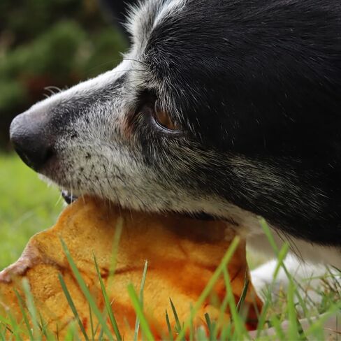 100-Pack of Roasted Pig Ears for Dogs-Bulk All Natural, Brazilian Single-Ingredient Chews! Safe & Digestible-Full-Size Ears! Cleans Teeth & Gums. Aggressive Chewers. Treats for Dogs in Saudi Arabia