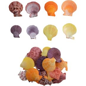 50+ Pcs Colorful Small Scallop Shell for DIY Crafts Decor Small Seashells for Home Decorations, Beach Themed Party, Fishtank, Vase Fillers