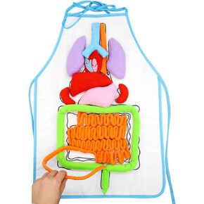 Apron Human Body Organs 3D DIY Anatomical Model Educational for Insights Home Teaching Tool Nice for Intellectual Development