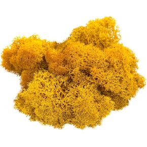 Reindeer Moss Preserved | Fuchsia Moss | 4oz of Colorful Fuchsia Reindeer Moss for Potted Plants, Floral Terrariums and Crafts | Plus Free Nautical eBook by Joseph Rains