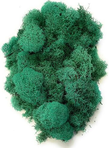 Reindeer Moss Preserved | Fuchsia Moss | 4oz of Colorful Fuchsia Reindeer Moss for Potted Plants, Floral Terrariums and Crafts | Plus Free Nautical eBook by Joseph Rains in Kuwait