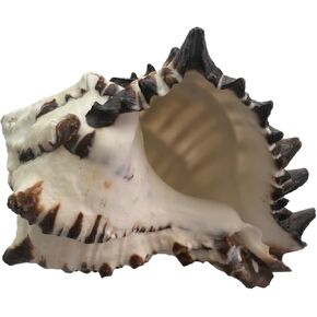 Black Murex Shell - Large Hermit Crab Shell, Natural Sea Shell Hand-Polished, Premium Durable Shell for Hermit Crabs, Home Decor, Beach Weddings, and Craft Projects - 3"~3.5" with 2"~2.5" Opening