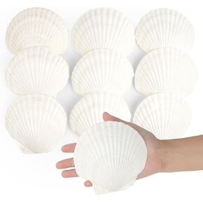 Jangostor 10 PCS Scallop Shells Natural Seashell, 4" to 5" White Scallop Shells Large Seashells for Crafts Wedding Decor Beach Theme Party, Fish Tank and Vase Filler