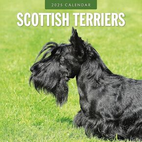 Red Robin 2025 Scottish Terriers Monthly Wall Calendar | 12" x 24" Open | Premium Thick & Sturdy Paper | Hangable 12 Month Calendar | Plastic Free | 4 Month Transition Page for 2024