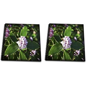 3dRose Winter Daphne Are Beautiful Little Pink Flowers That Bloom in Spring-Memory Book, 12 by 12" (db_211972_2)