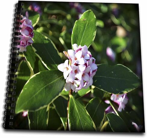 3dRose Winter Daphne Are Beautiful Little Pink Flowers That Bloom in Spring-Memory Book, 12 by 12" (db_211972_2) in Saudi Arabia