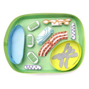 NewPath Learning Simple Plant Cell 3-D Model Making Kit, Set/5 Full-Color, Paper Model Templates & Teacher Guide (24-7731)