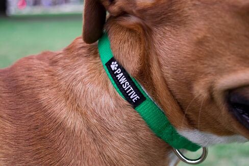 Pawsitive Hemp Dog Collar - We Donate a Collar for Every Collar Sold. Help a shelter in Need! Solid Color Adjustable Collar Great for Small, Medium and Large Dogs (Medium Green) in Saudi Arabia