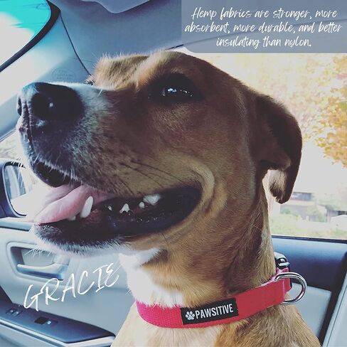 Pawsitive Hemp Dog Collar - We Donate a Collar for Every Collar Sold. Help a shelter in Need! Solid Color Adjustable Collar Great for Small, Medium and Large Dogs (Medium Green) in Saudi Arabia