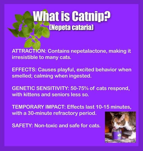 Catnip Blend - تعامل Catnip غير المدمن من أجل تعزيز المرح. أمريكا الشمالية مصنوعة ، 100 ٪ طبيعية. مثالي لاستكمال ألعاب النعناع البري ، ورذاذ النعناع البري ، وملحقات القط (كوب واحد) in Kuwait