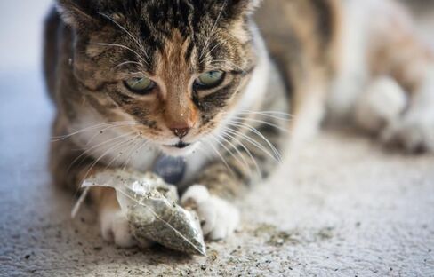 Catnip Blend - تعامل Catnip غير المدمن من أجل تعزيز المرح. أمريكا الشمالية مصنوعة ، 100 ٪ طبيعية. مثالي لاستكمال ألعاب النعناع البري ، ورذاذ النعناع البري ، وملحقات القط (كوب واحد) in Kuwait