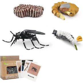 Mosquito Life Cycle Model Insect Life Cycle Statue with 4 Instruction Cards, Mosquito Growth Stages Model, Educational Playthings for Kids, Insect Theme Party Favor