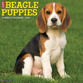 Willow Creek Press Beagle Puppies Monthly 2025 Wall Calendar (12" x 12")